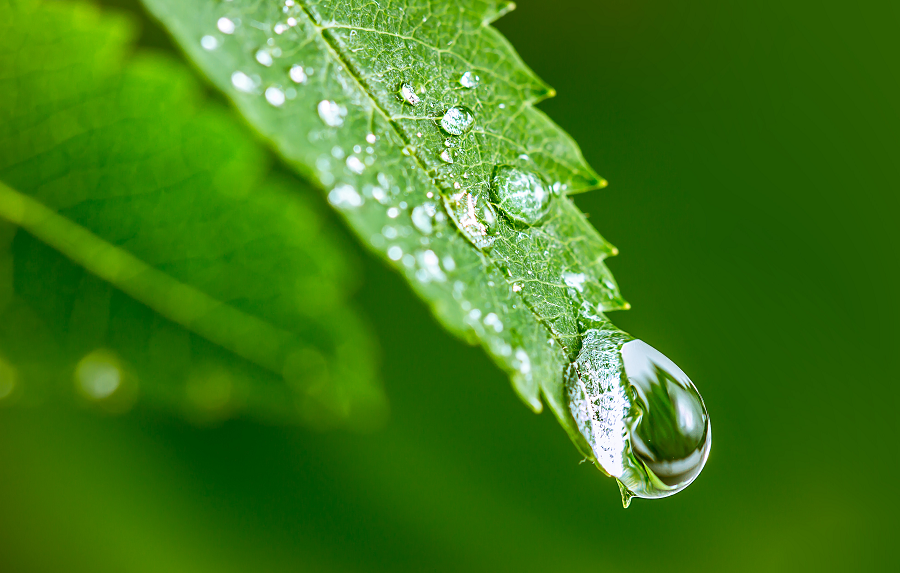 A drop on a green leaf
