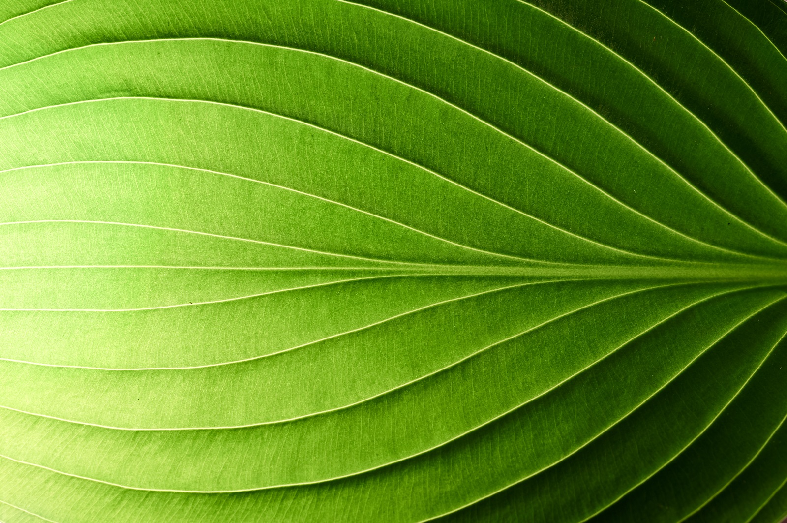 Green tree leaf zoom in