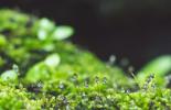 close up bright green moss