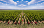 Aerial view from harvesting vineyard 