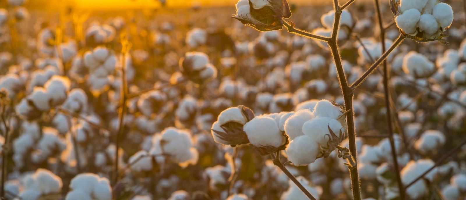 Cotton field at sunset